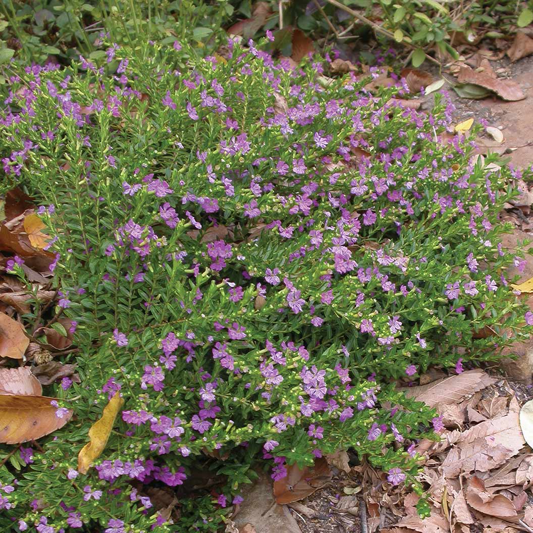 Mexican Heather Shrub 4 Mexican Heather Shrub