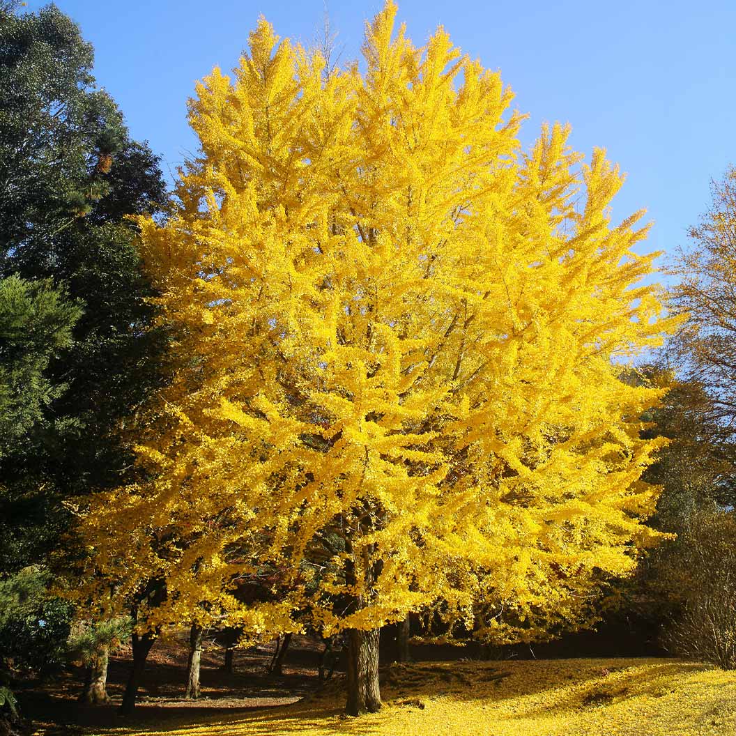 Shangri la® Ginkgo Tree 1 Shangri la® Ginkgo Tree
