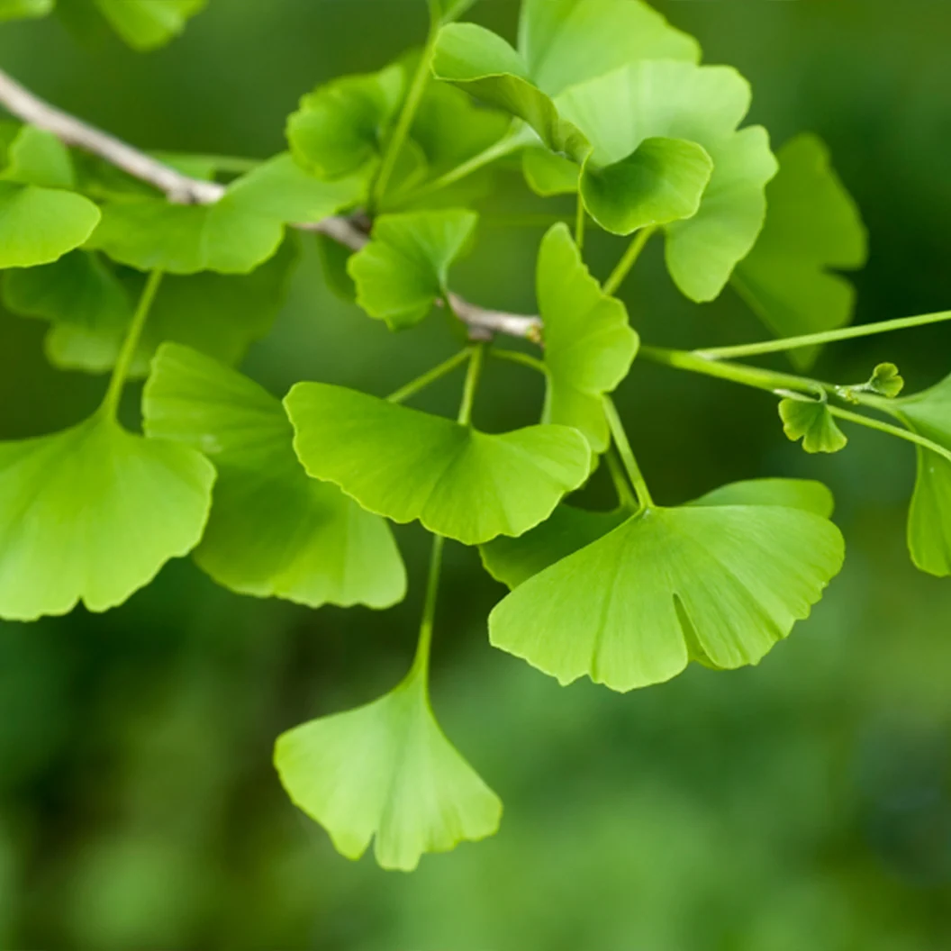 Shangri la® Ginkgo Tree 3 Shangri la® Ginkgo Tree