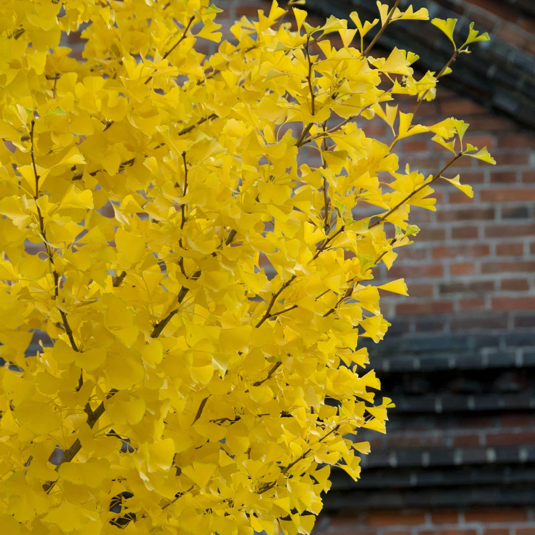 Shangri la® Ginkgo Tree 4 Shangri la® Ginkgo Tree