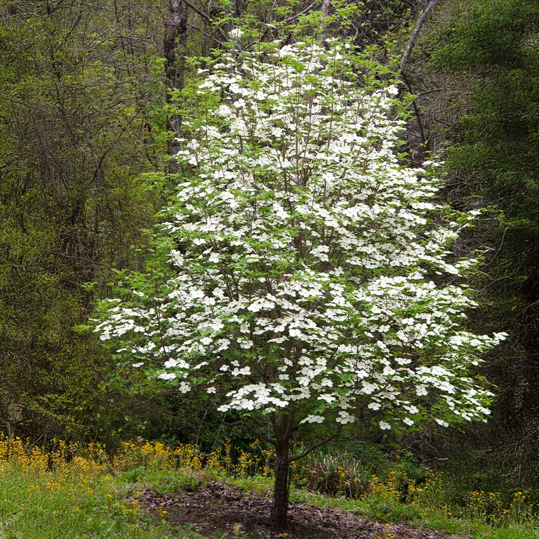 Cloudburst™ Dogwood Tree 2 Cloudburst™ Dogwood Tree