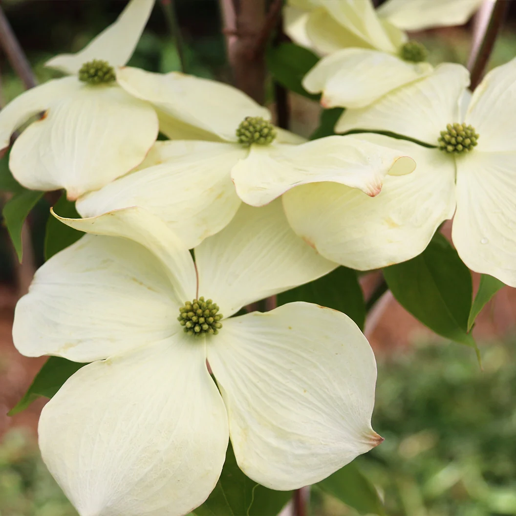 Cloudburst™ Dogwood Tree 3 Cloudburst™ Dogwood Tree