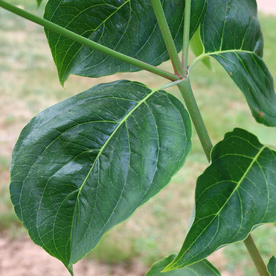 Cloudburst™ Dogwood Tree 4 Cloudburst™ Dogwood Tree