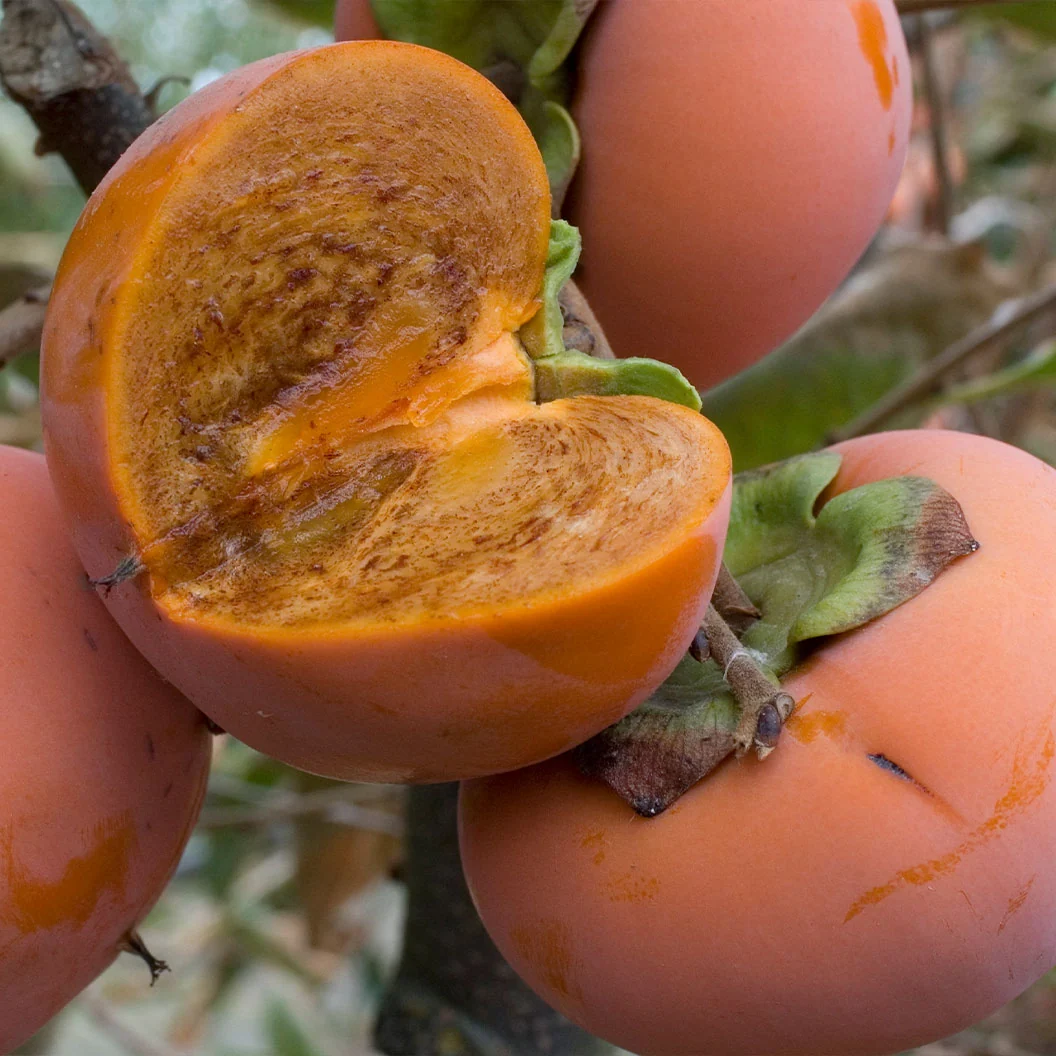 Coffeecake Persimmon Tree