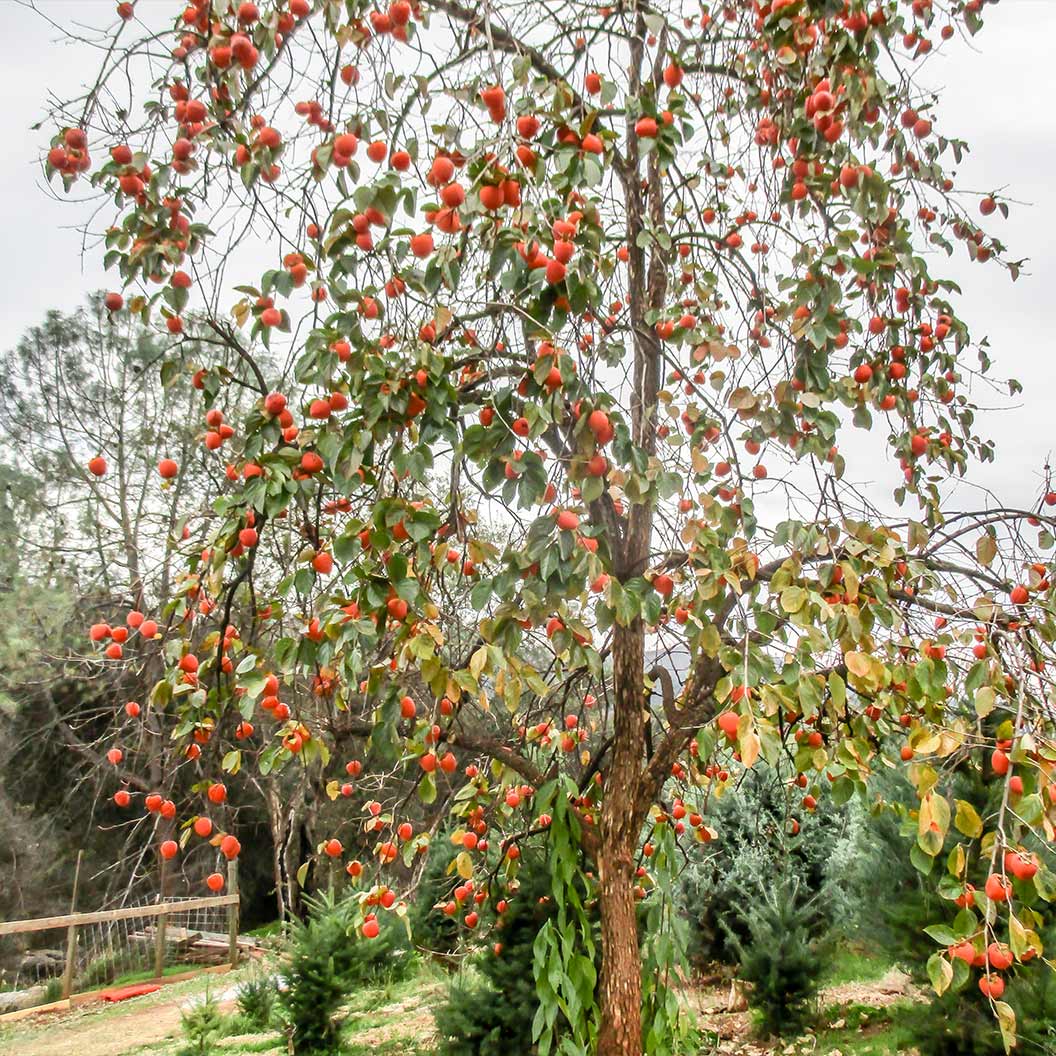 Coffeecake Persimmon Tree 3 Coffeecake Persimmon Tree