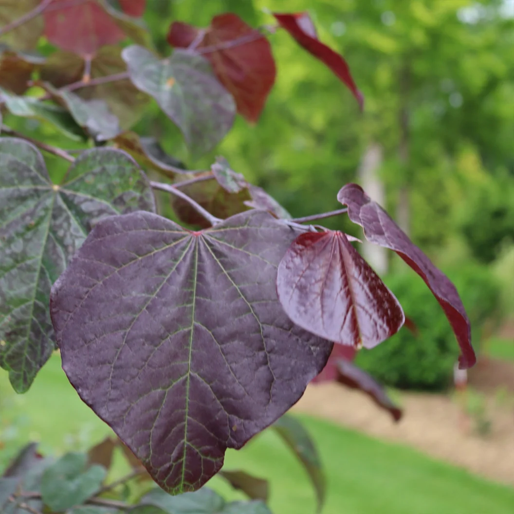 Midnight Express™ Redbud Tree 1 Midnight Express™ Redbud Tree