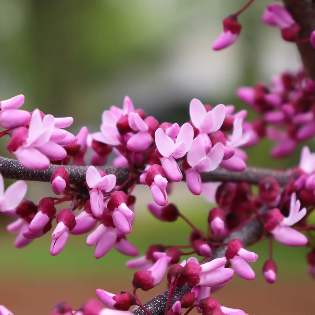 Midnight Express™ Redbud Tree 3 Midnight Express™ Redbud Tree
