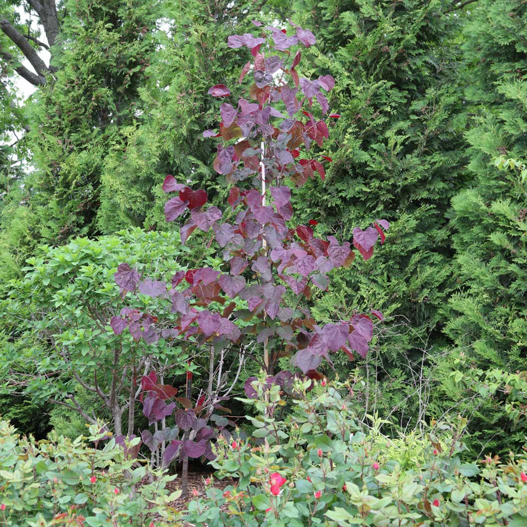 Midnight Express™ Redbud Tree 4 Midnight Express™ Redbud Tree