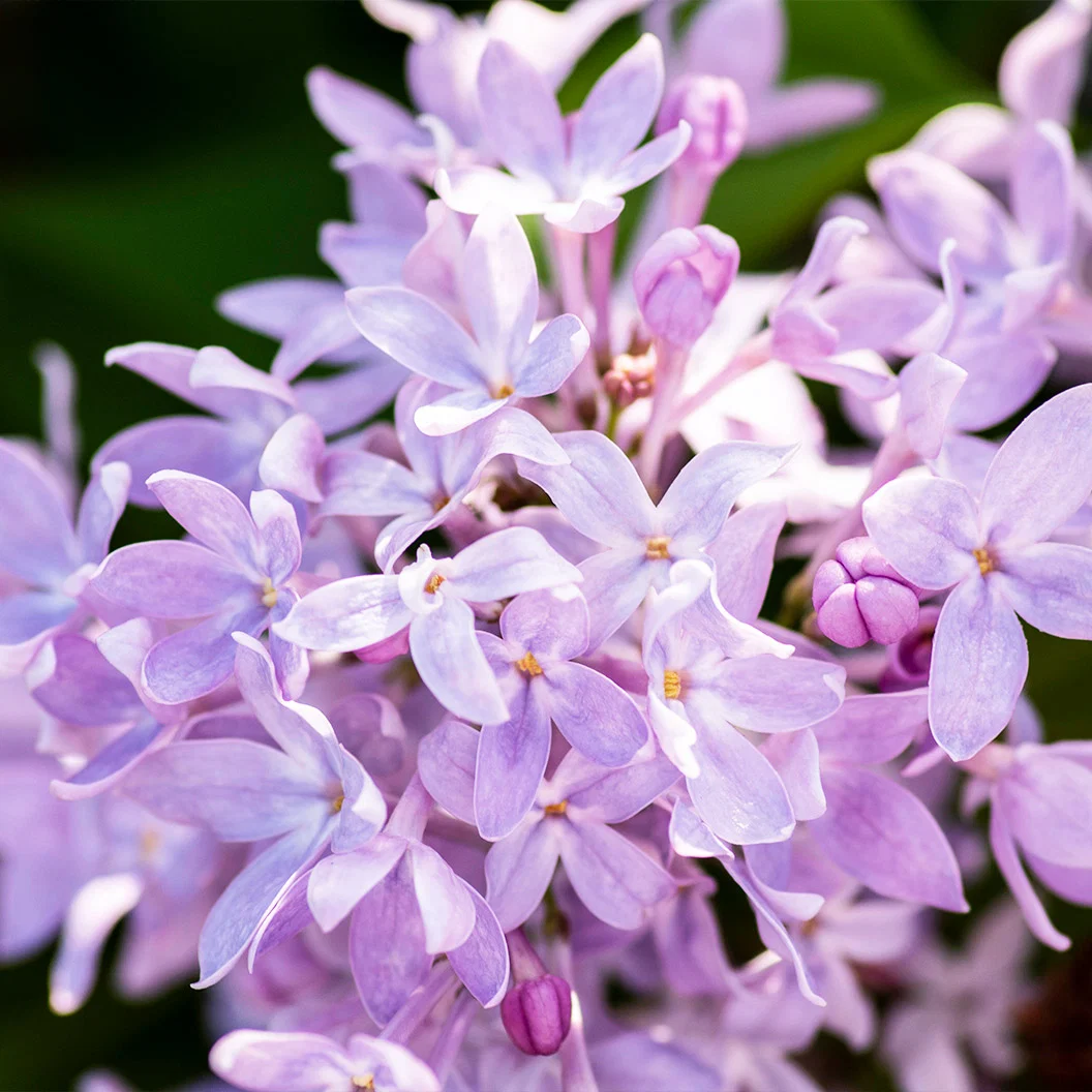 New Age™ Lavender Syringa Shrub 2 New Age™ Lavender Syringa Shrub