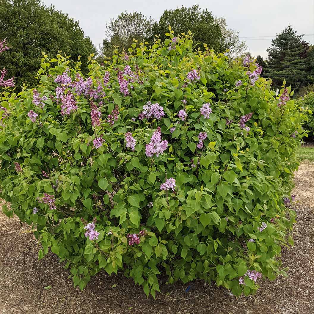 New Age™ Lavender Syringa Shrub 3 New Age™ Lavender Syringa Shrub