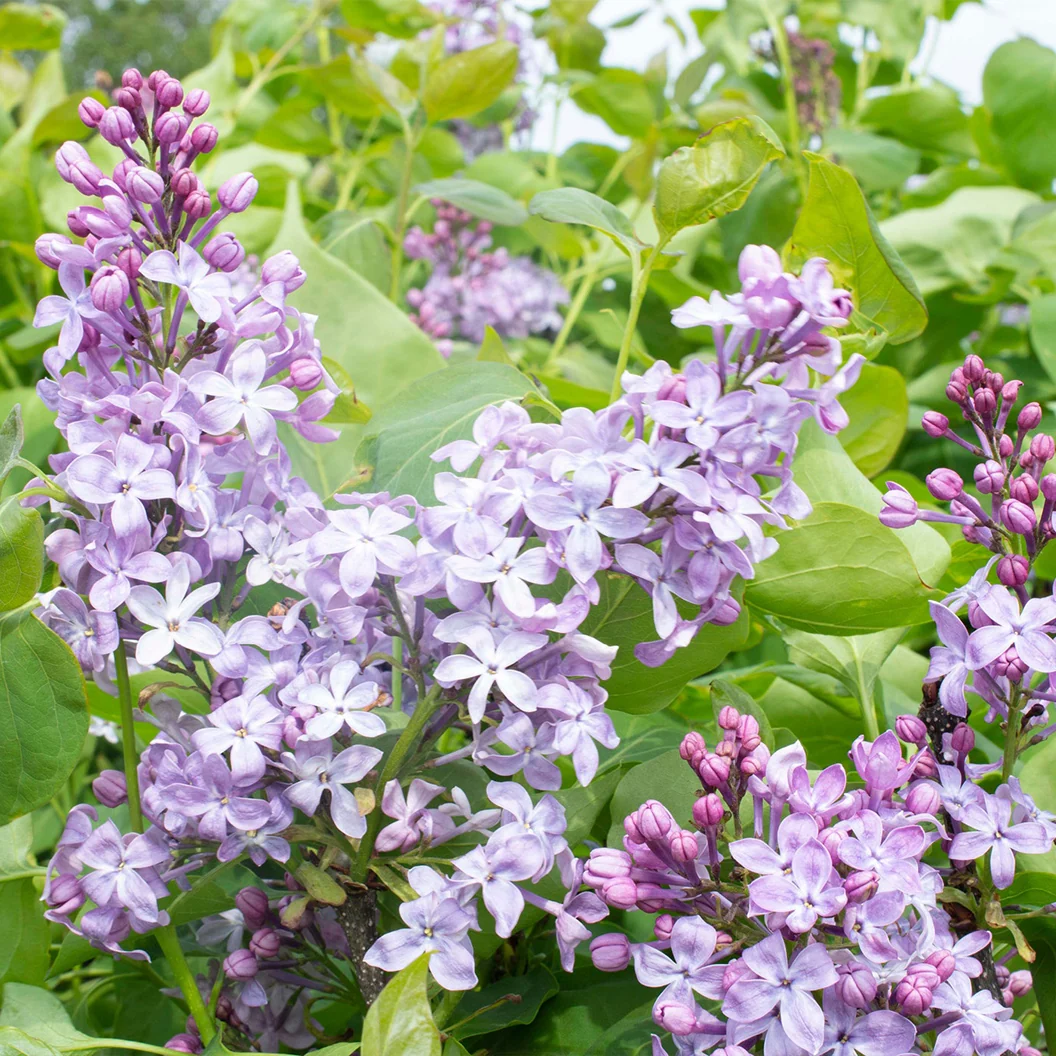 New Age™ Lavender Syringa Shrub 4 New Age™ Lavender Syringa Shrub