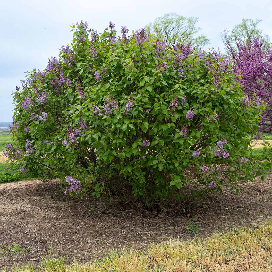 New Age™ Lavender Syringa Shrub 5 New Age™ Lavender Syringa Shrub