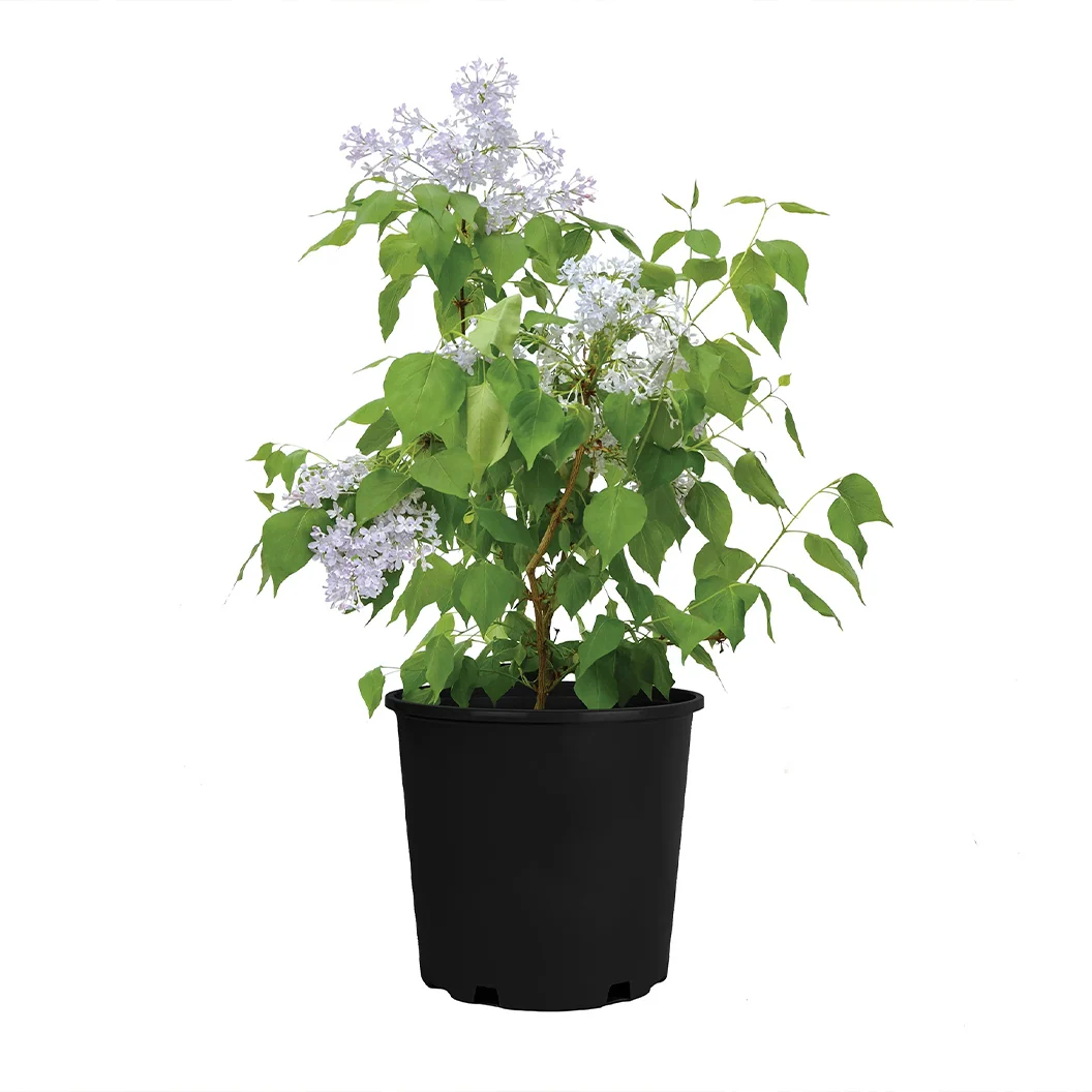 New Age™ Lavender Syringa Shrub 6 New Age™ Lavender Syringa Shrub
