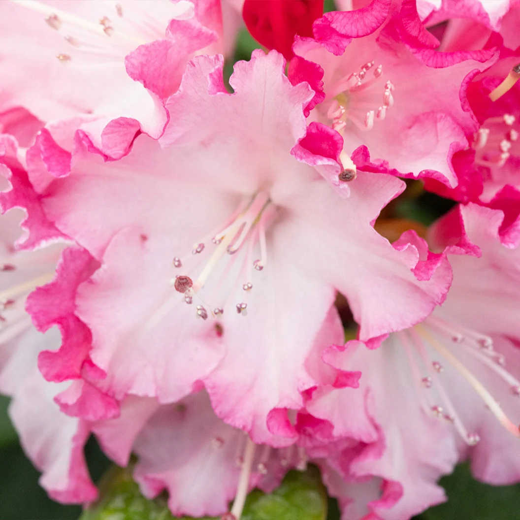 Proven Winners® Dandy Man Color Wheel Rhododendron Shrub 1 Proven Winners® Dandy Man Color Wheel Rhododendron Shrub