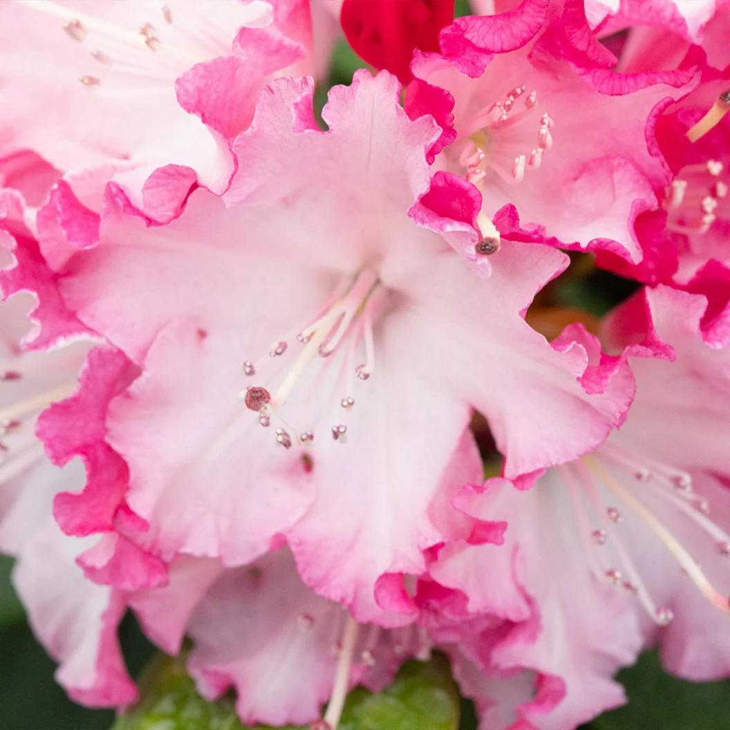 Proven Winners® Dandy Man Color Wheel Rhododendron Shrub 2 Proven Winners® Dandy Man Color Wheel Rhododendron Shrub