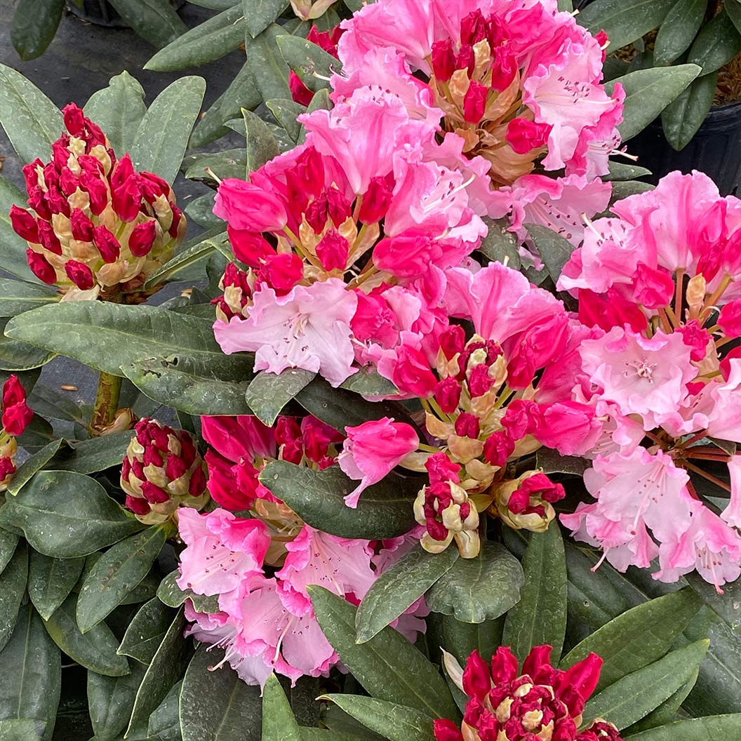 Proven Winners® Dandy Man Color Wheel Rhododendron Shrub 3 Proven Winners® Dandy Man Color Wheel Rhododendron Shrub