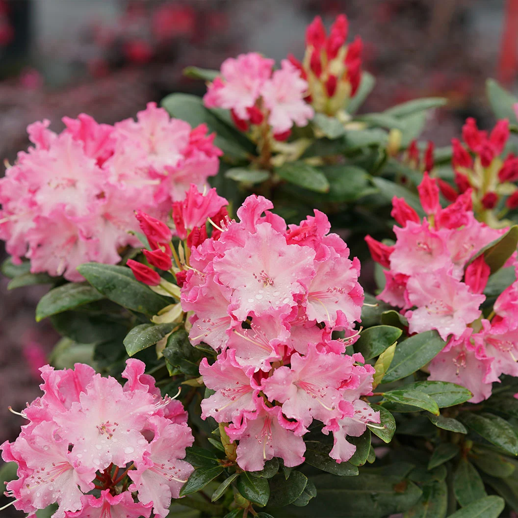 Proven Winners® Dandy Man Color Wheel Rhododendron Shrub 4 Proven Winners® Dandy Man Color Wheel Rhododendron Shrub
