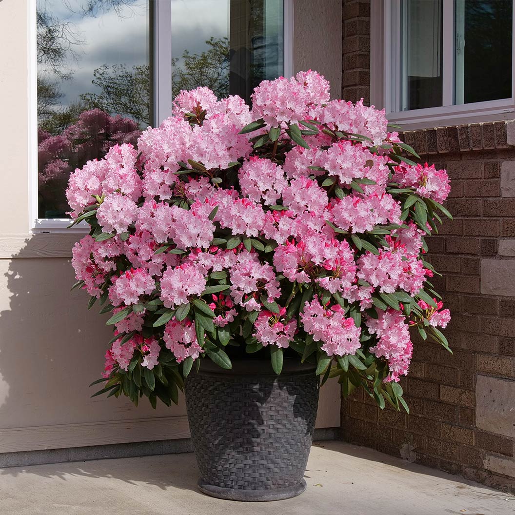 Proven Winners® Dandy Man Color Wheel Rhododendron Shrub 5 Proven Winners® Dandy Man Color Wheel Rhododendron Shrub