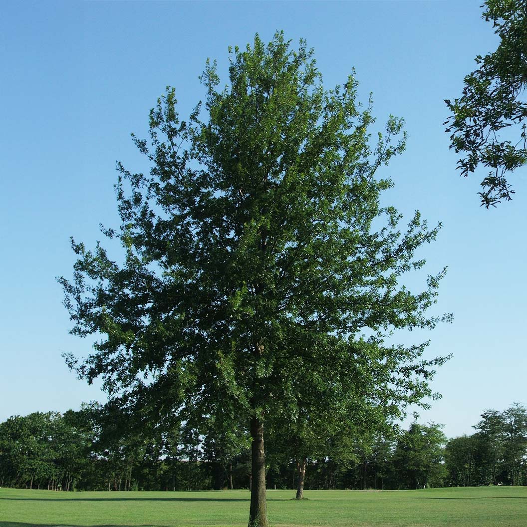 Saturnalia™ Hybrid Oak Tree 1 Saturnalia™ Hybrid Oak Tree