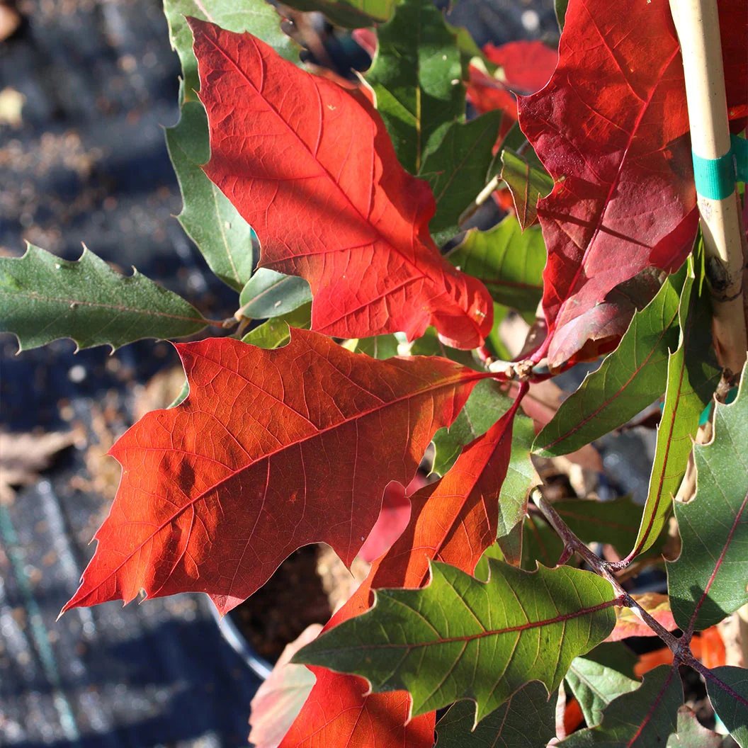 Saturnalia™ Hybrid Oak Tree 3 Saturnalia™ Hybrid Oak Tree