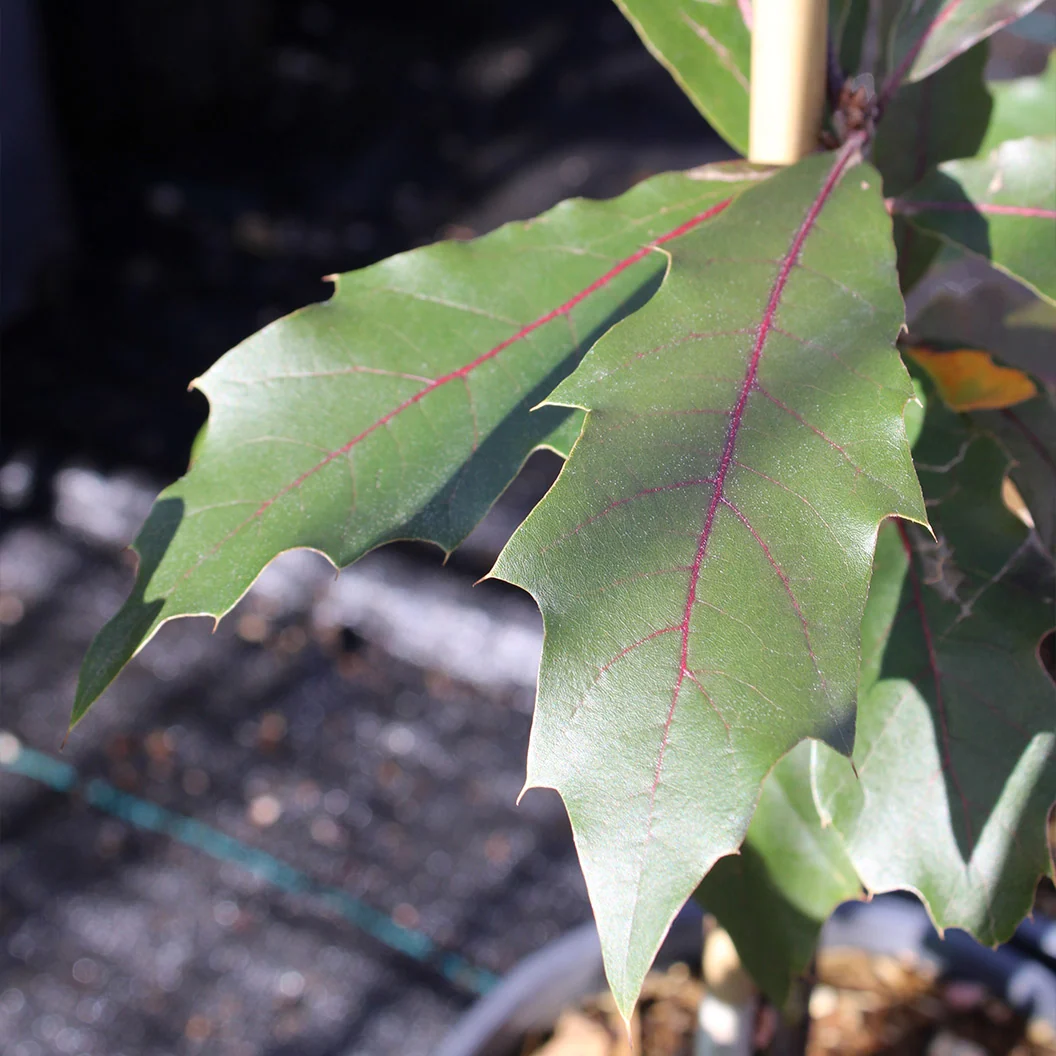 Saturnalia™ Hybrid Oak Tree 4 Saturnalia™ Hybrid Oak Tree