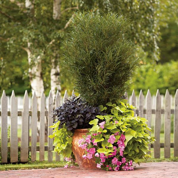 Fine Line® Buckthorn Shrub 1 Fine Line® Buckthorn Shrub