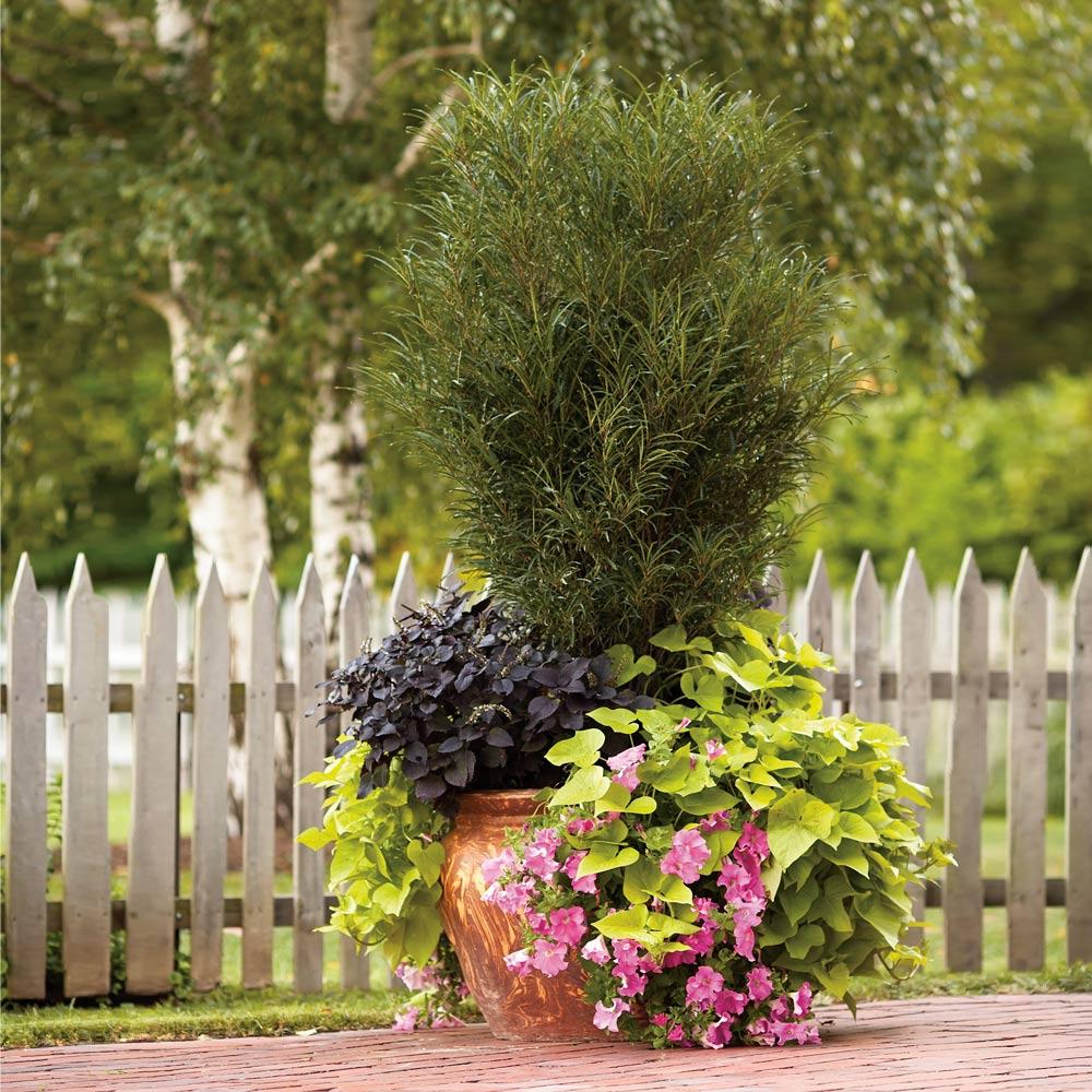 Fine Line® Buckthorn Shrub 2 Fine Line® Buckthorn Shrub
