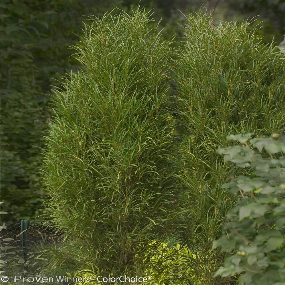 Fine Line® Buckthorn Shrub 3 Fine Line® Buckthorn Shrub