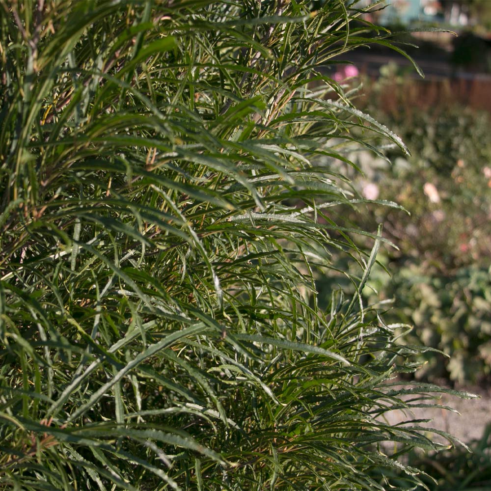 Fine Line® Buckthorn Shrub 4 Fine Line® Buckthorn Shrub