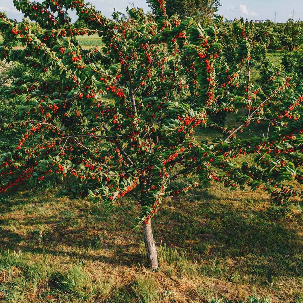 Montmorency Cherry Tree 3 Montmorency Cherry Tree
