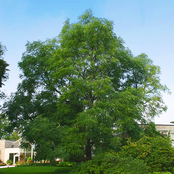 Kentucky Coffeetree 1 Kentucky Coffeetree