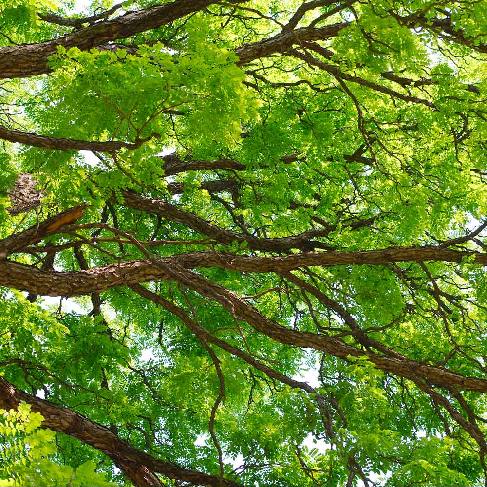 Kentucky Coffeetree 3 Kentucky Coffeetree