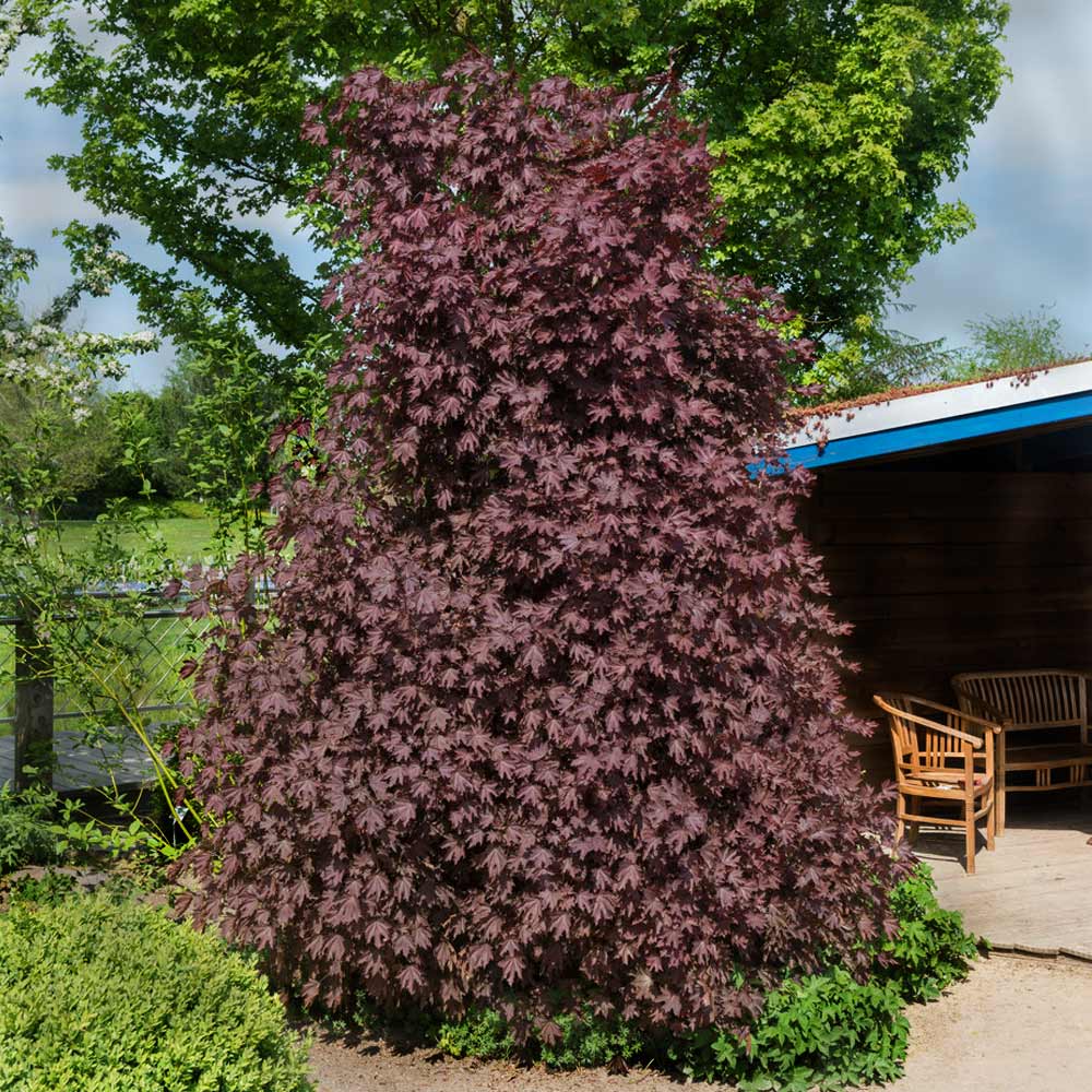 Crimson Sentry Norway Maple Tree 2 Crimson Sentry Norway Maple Tree