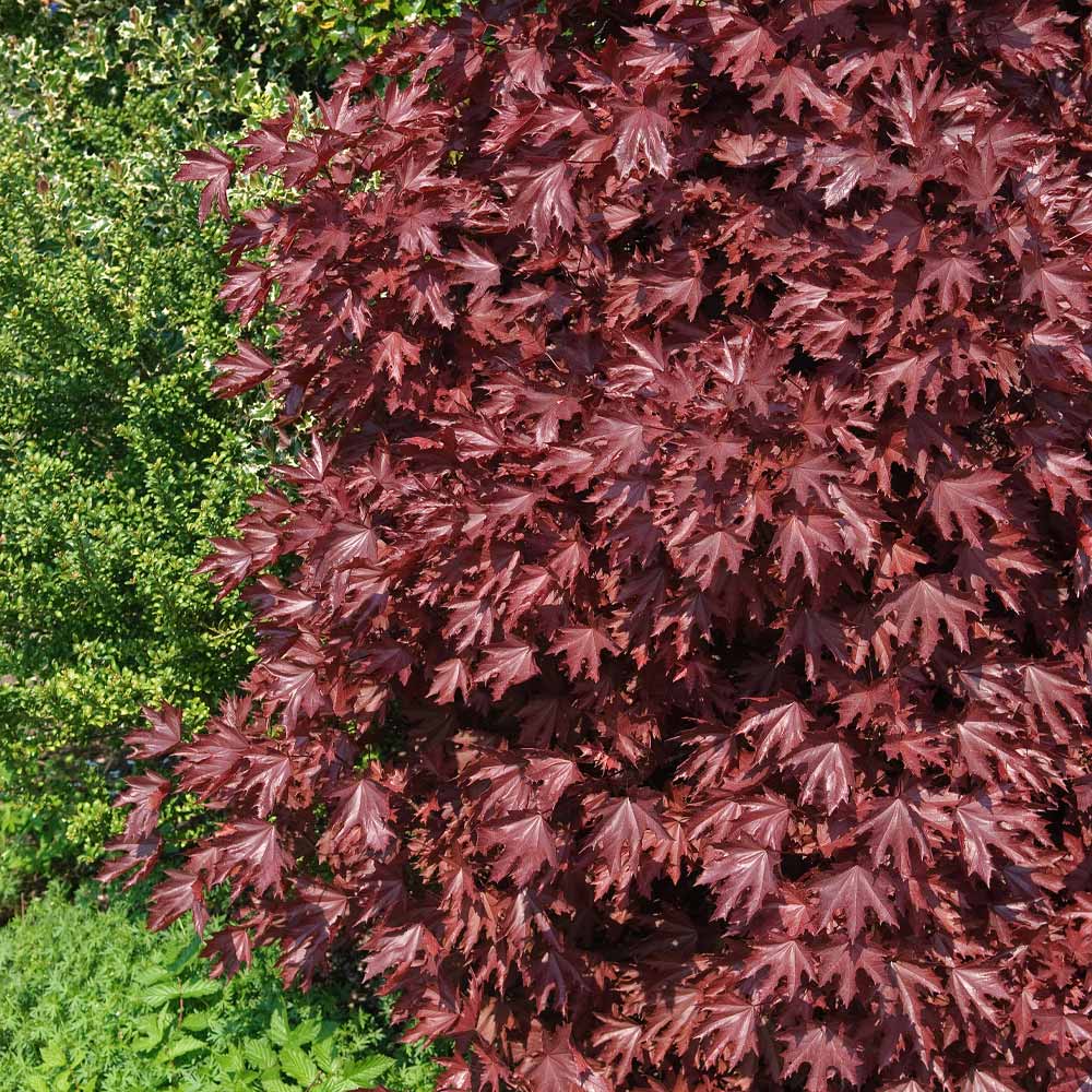 Crimson Sentry Norway Maple Tree 3 Crimson Sentry Norway Maple Tree