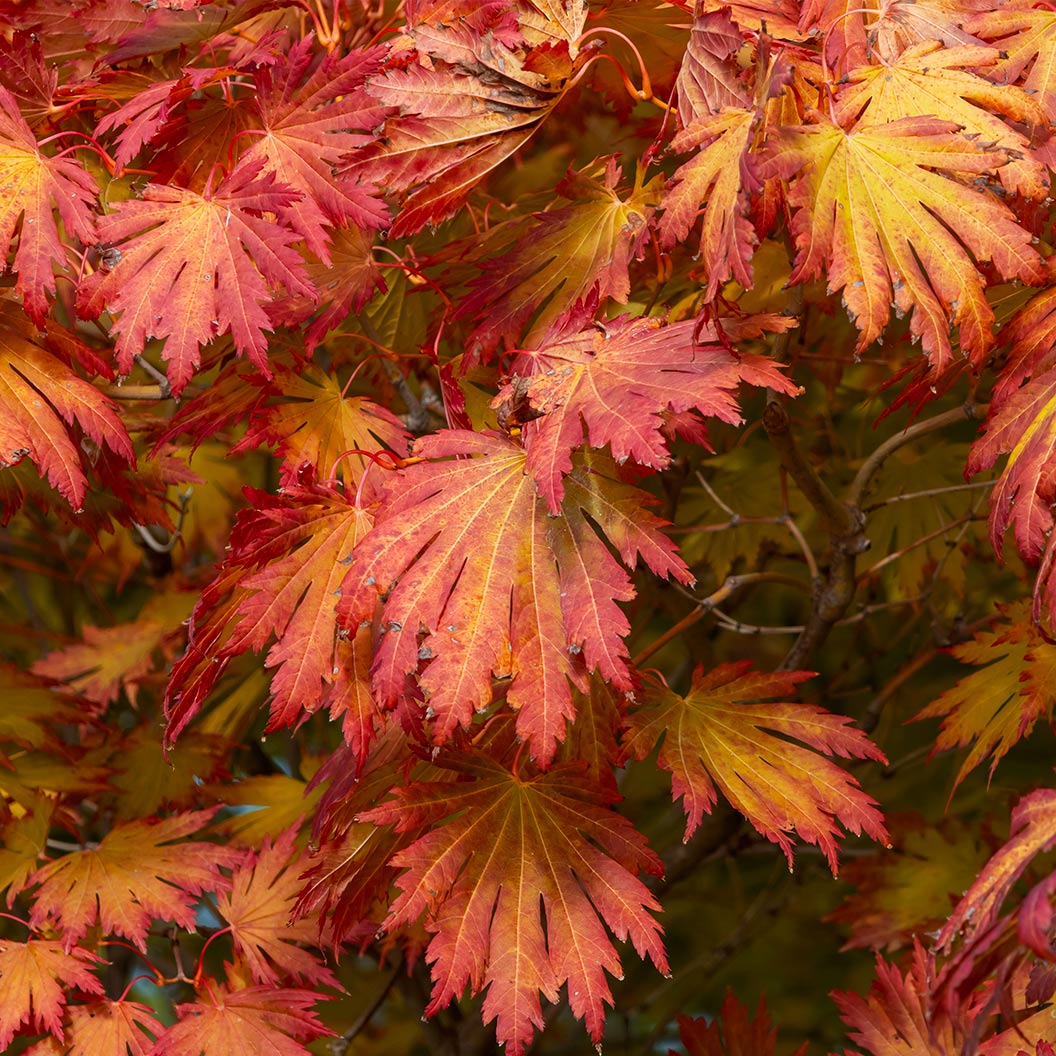 Rising Sun Full Moon Maple Tree 1 Rising Sun Full Moon Maple Tree