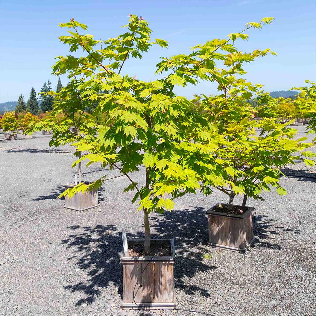 Rising Sun Full Moon Maple Tree 3 Rising Sun Full Moon Maple Tree