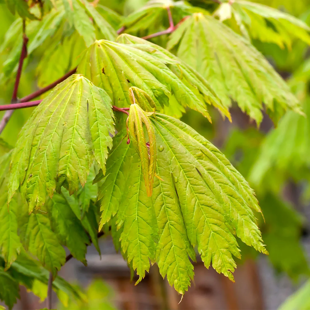 Rising Sun Full Moon Maple Tree 4 Rising Sun Full Moon Maple Tree