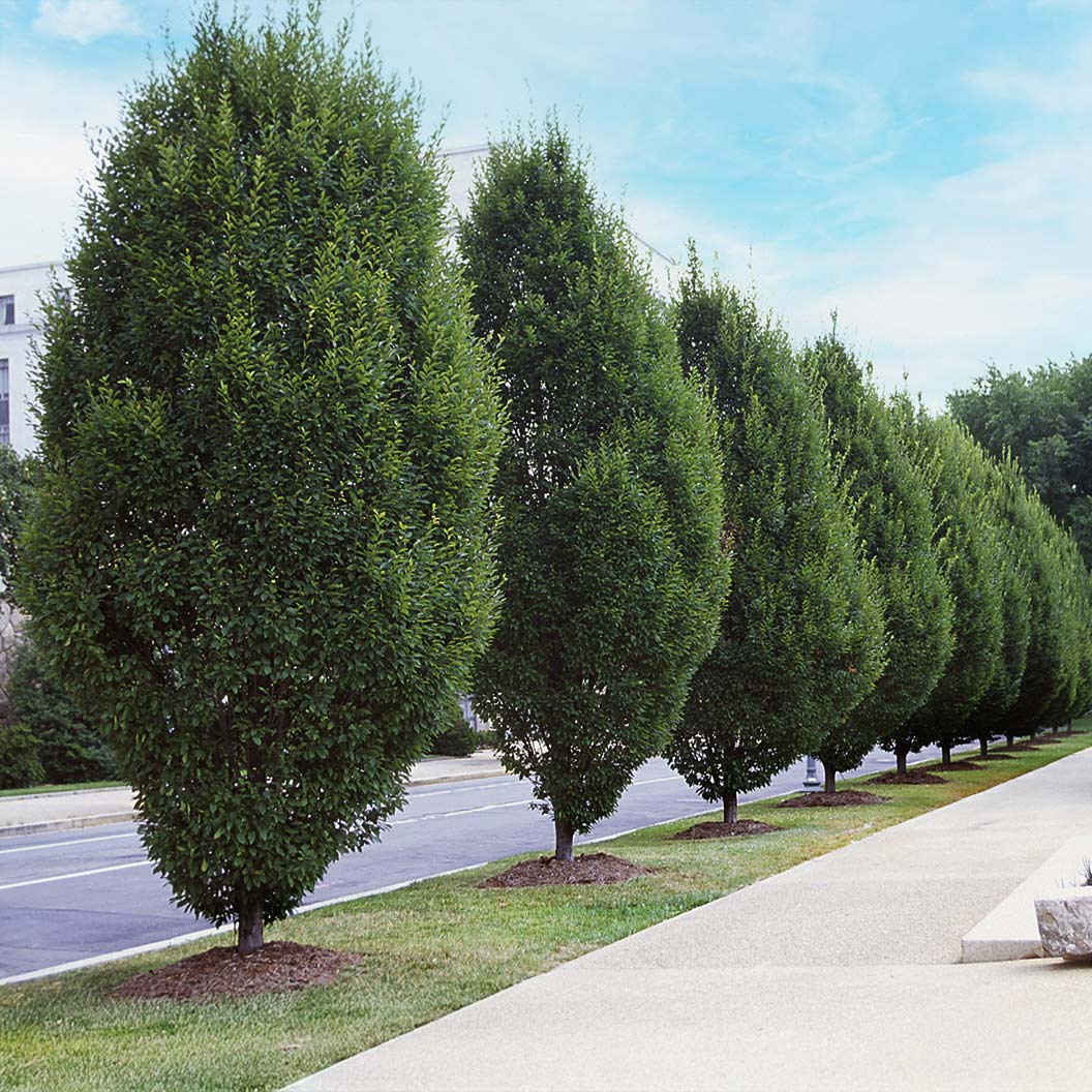 Pyramidal European Hornbeam Tree 2 Pyramidal European Hornbeam Tree