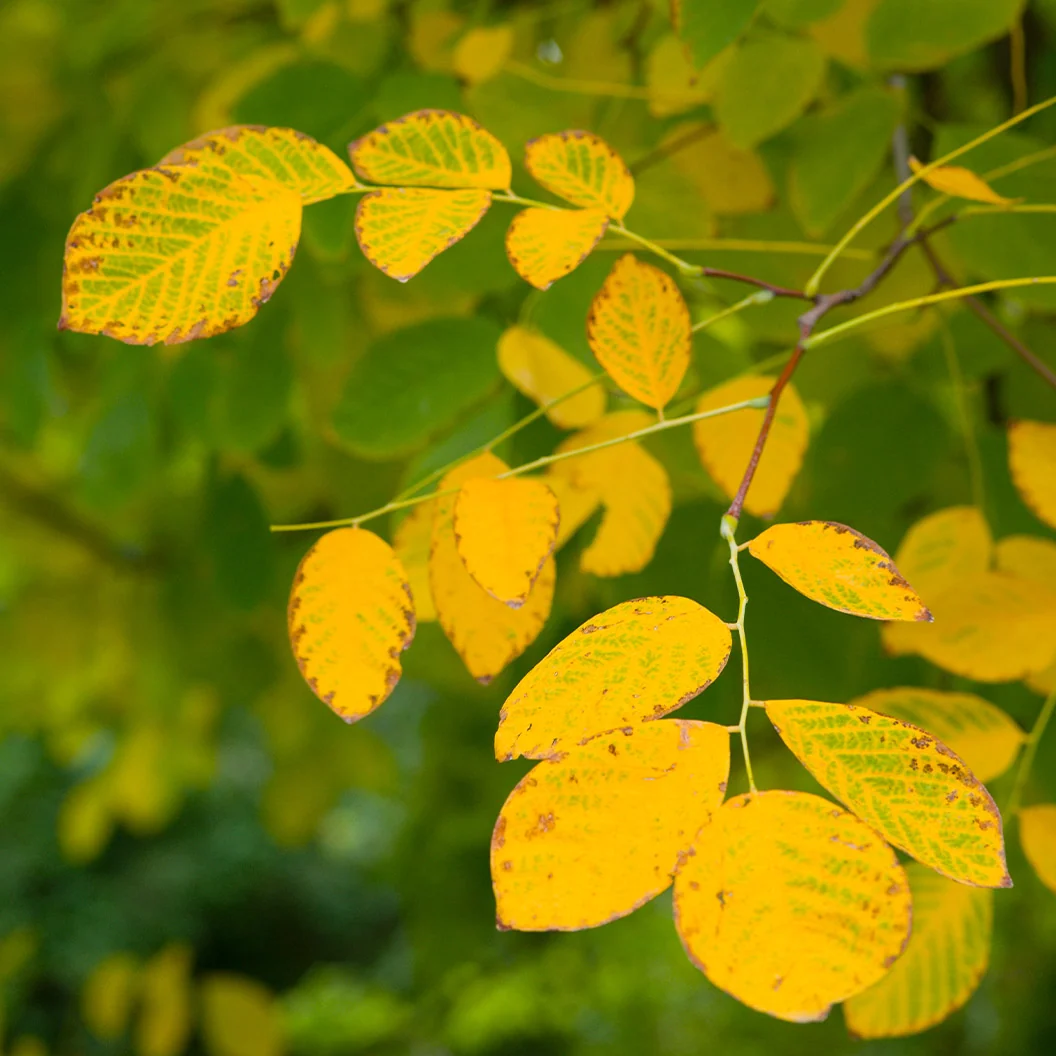 Pyramidal European Hornbeam Tree 3 Pyramidal European Hornbeam Tree