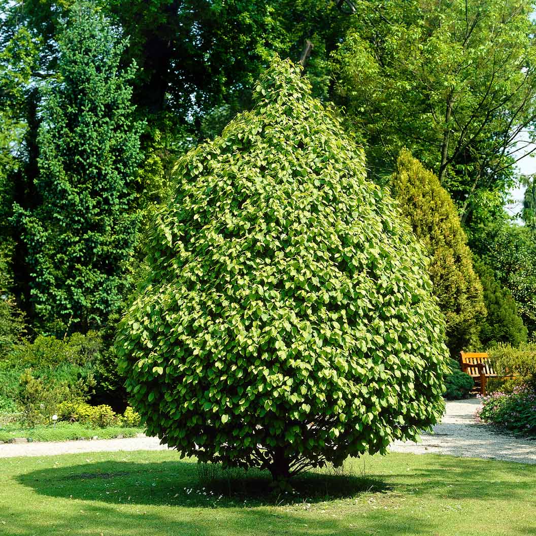 Pyramidal European Hornbeam Tree 4 Pyramidal European Hornbeam Tree