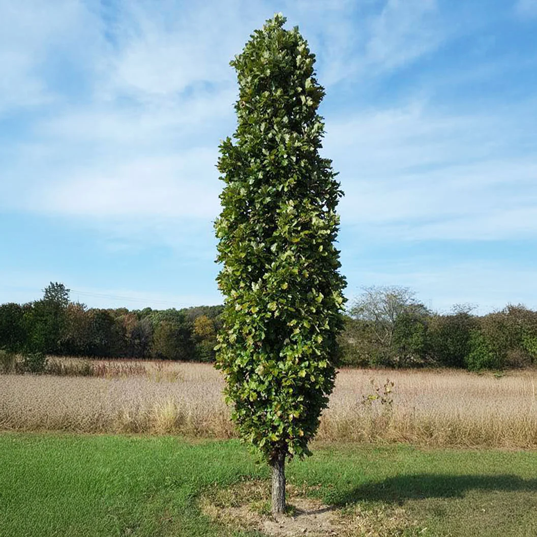 Kindred Spirit® Hybrid Oak Tree 2 Kindred Spirit® Hybrid Oak Tree