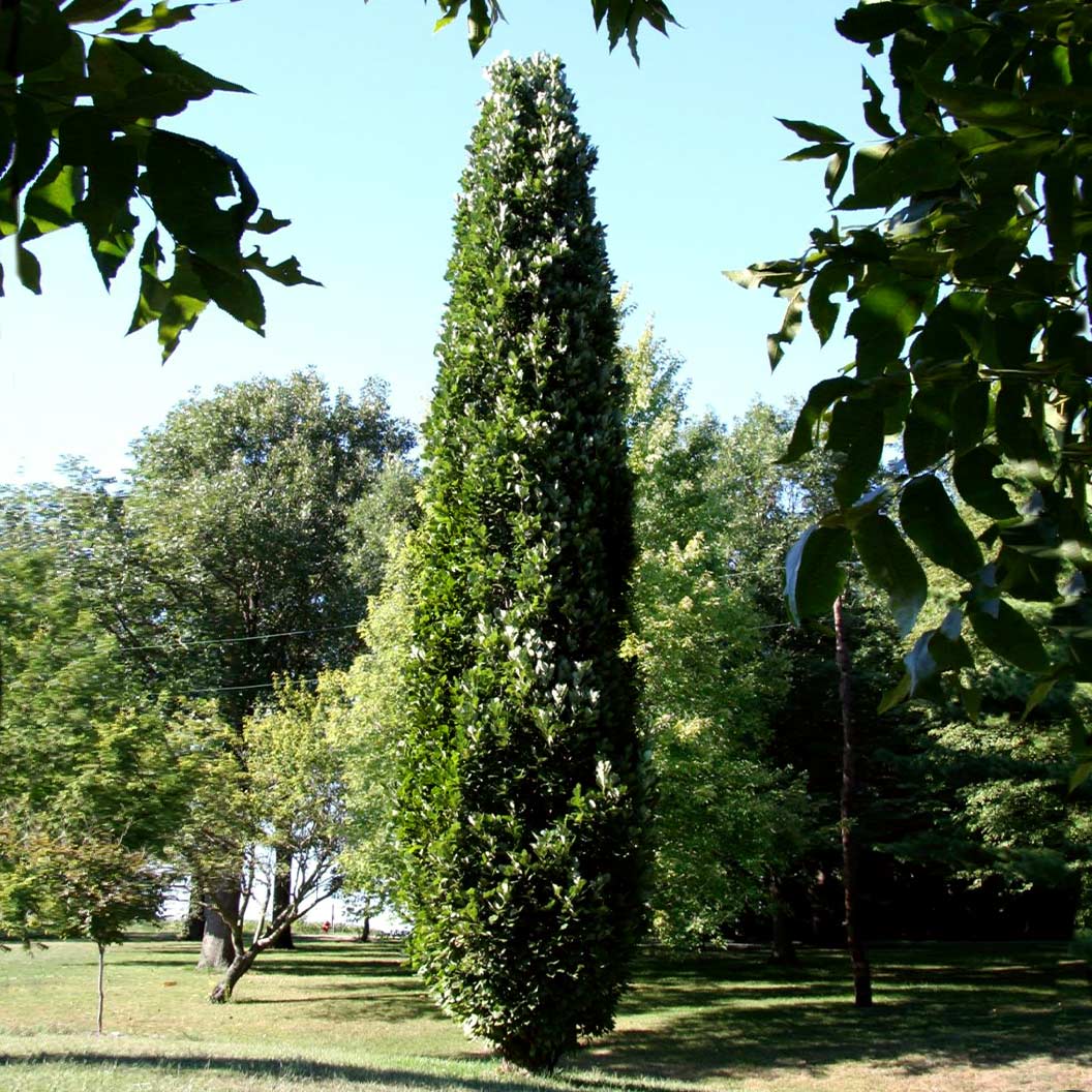 Kindred Spirit® Hybrid Oak Tree 3 Kindred Spirit® Hybrid Oak Tree