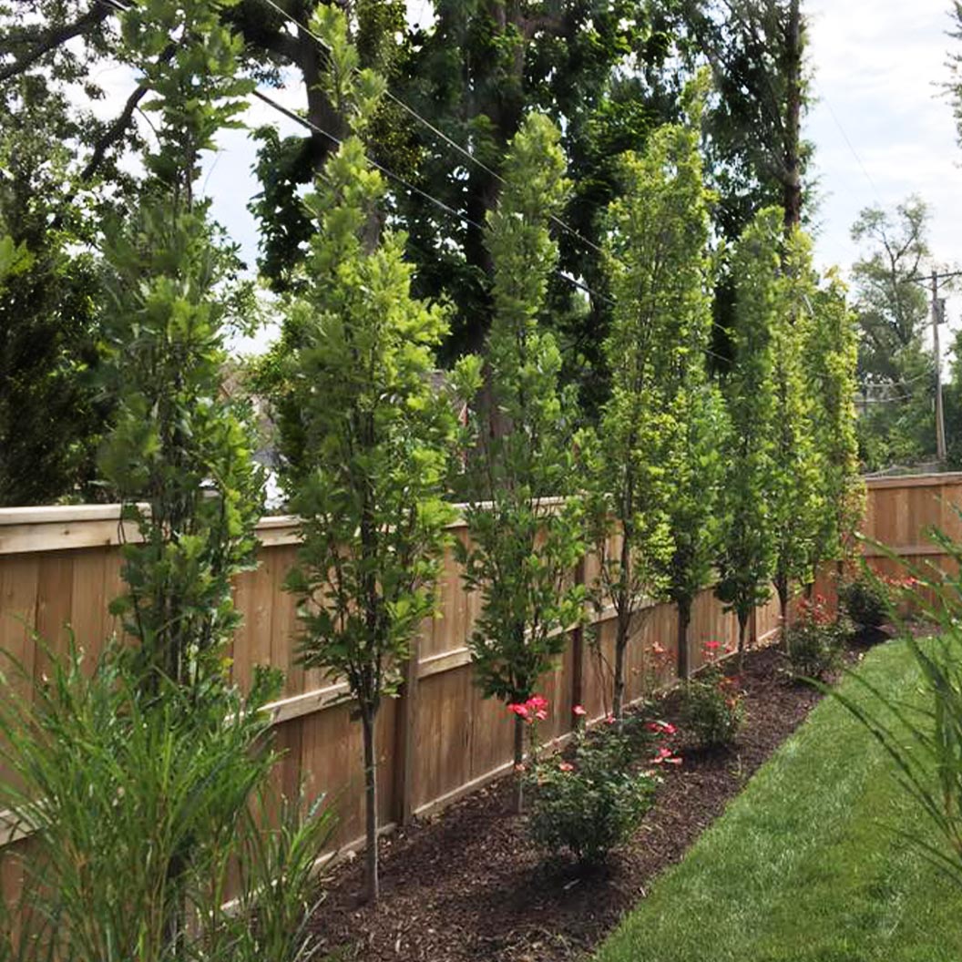 Kindred Spirit® Hybrid Oak Tree 4 Kindred Spirit® Hybrid Oak Tree