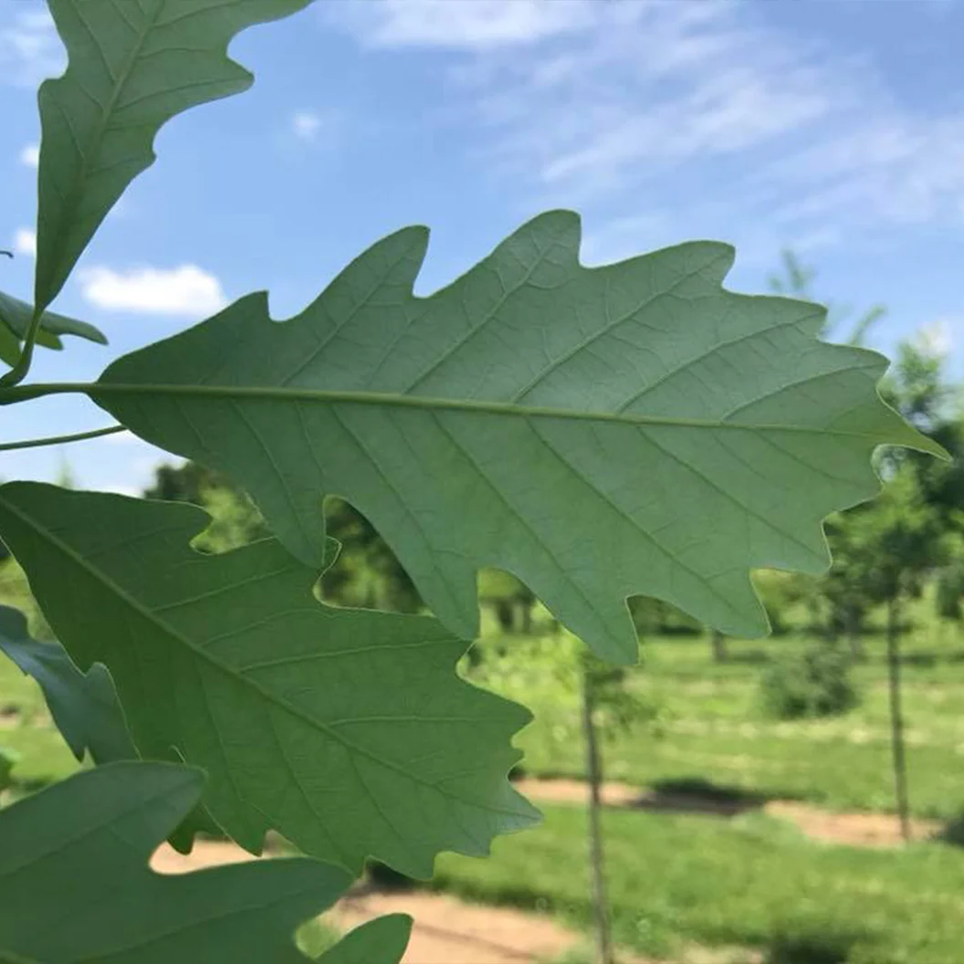 Kindred Spirit® Hybrid Oak Tree 5 Kindred Spirit® Hybrid Oak Tree