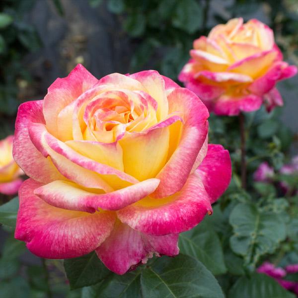 Peace Rose 1 Peace Rose