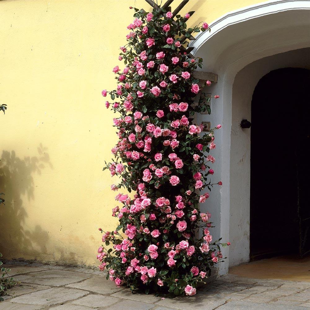 Zephirine Drouhin Climbing Rose Shrub