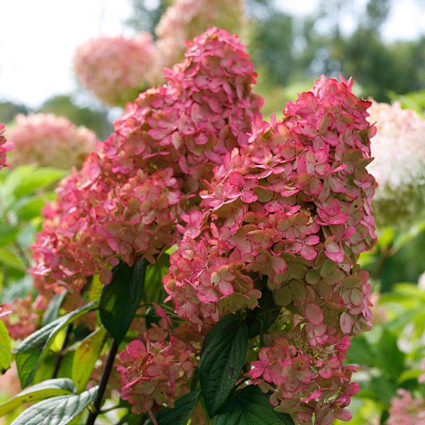 Proven Winners® Fire Light® Hydrangea Shrub 1 Proven Winners® Fire Light® Hydrangea Shrub