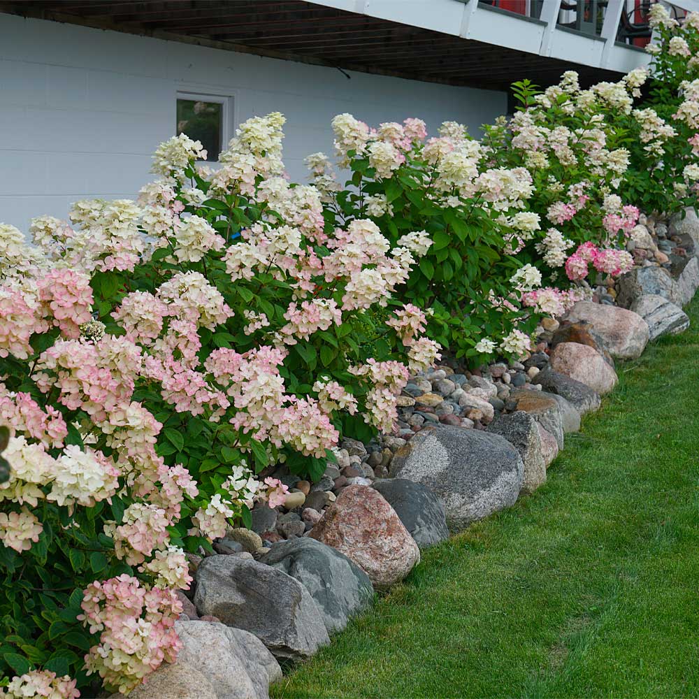 Proven Winners® Fire Light® Hydrangea Shrub 2 Proven Winners® Fire Light® Hydrangea Shrub