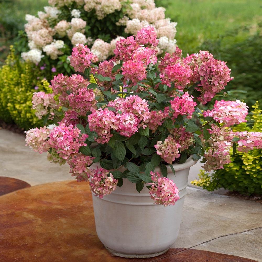 Proven Winners® Fire Light® Hydrangea Shrub 3 Proven Winners® Fire Light® Hydrangea Shrub