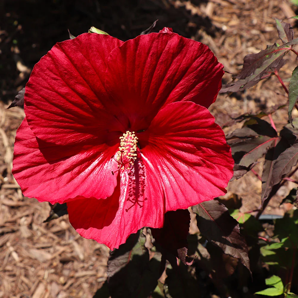 Midnight Marvel Hardy Hibiscus Shrub 3 Midnight Marvel Hardy Hibiscus Shrub